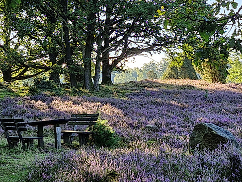 Das Licht der Heide