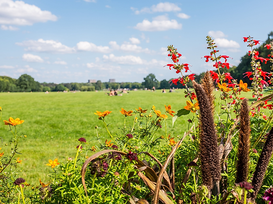 Blühende Sommerblumen am Rand einer großen Wiese im Hamburger Stadtpark unter blauem Himmel