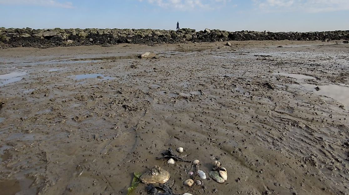 Woche der Natur: Wattenmeer im Wandel-Die Flora & Fauna des Watts im Zeichen der Klimaveränderung (Anmeldung über Woche der Natur in Niedersachsen)