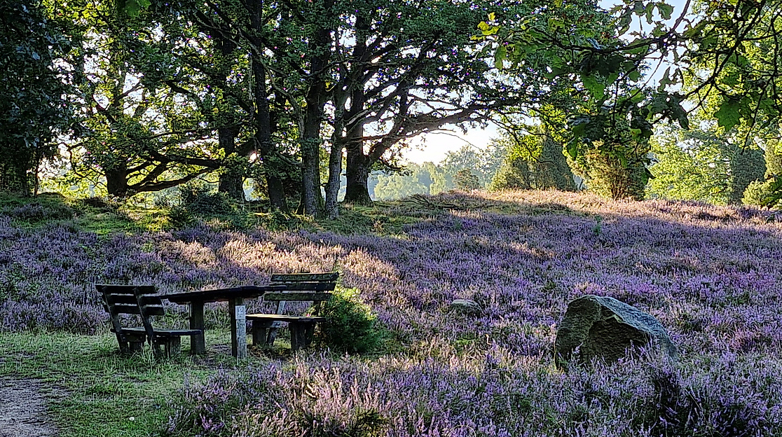 Das Licht der Heide