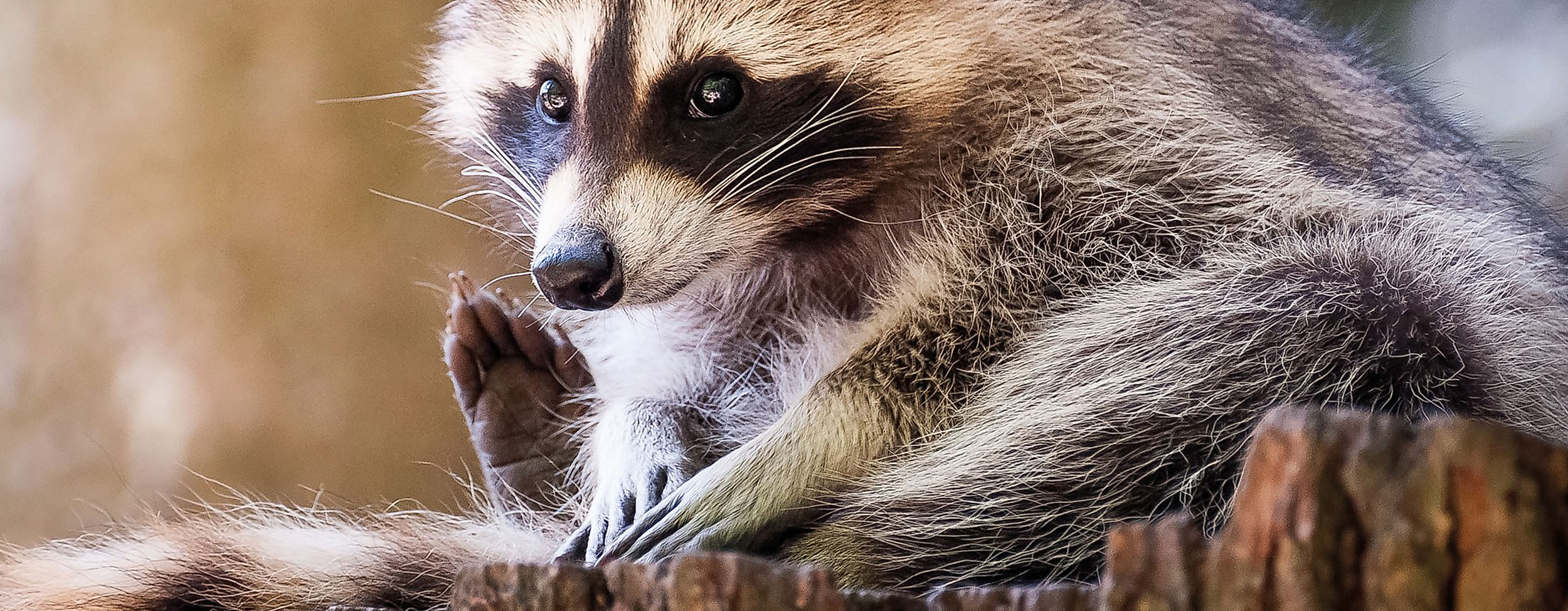 Wildpark Schwarze Berge