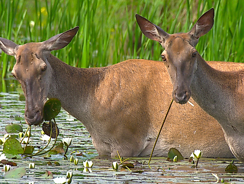 Kino_Europas Amazonien_CREDIT_Terra Mater Studios