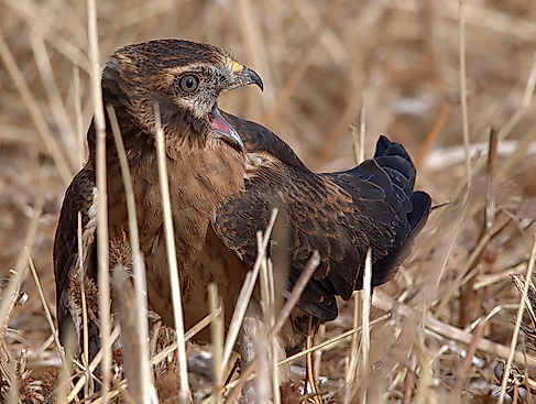 photo-3-12_juvenil_aguilucho_cenizo_chillando_autor_alfredo_penella