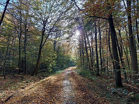 Naturpark-Tour: Bäume im herbstlichen Bartelsbusch