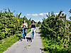 altes-land_fahrrad_c-tourismusverein-altes-land-ev
