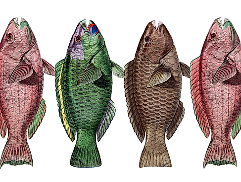 fish-7961064_1280