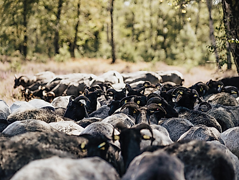Kleine Schnucken Auszeit
