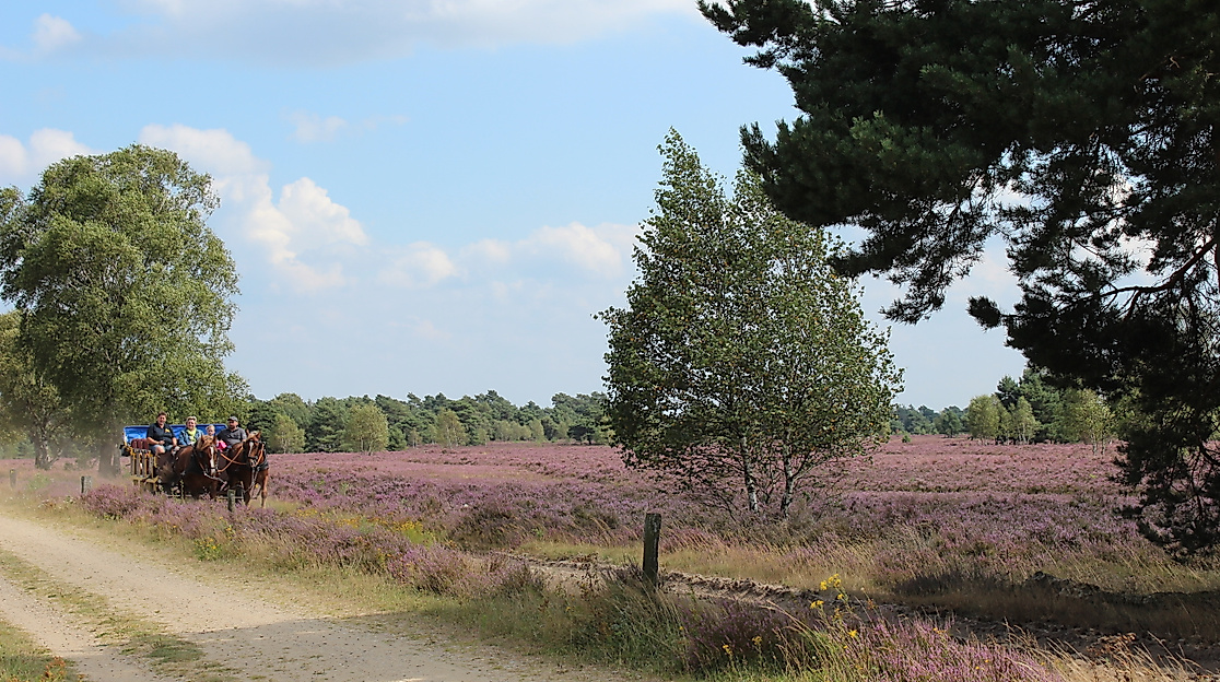 kutschfahrt-in-der-heide-2014-jg-3