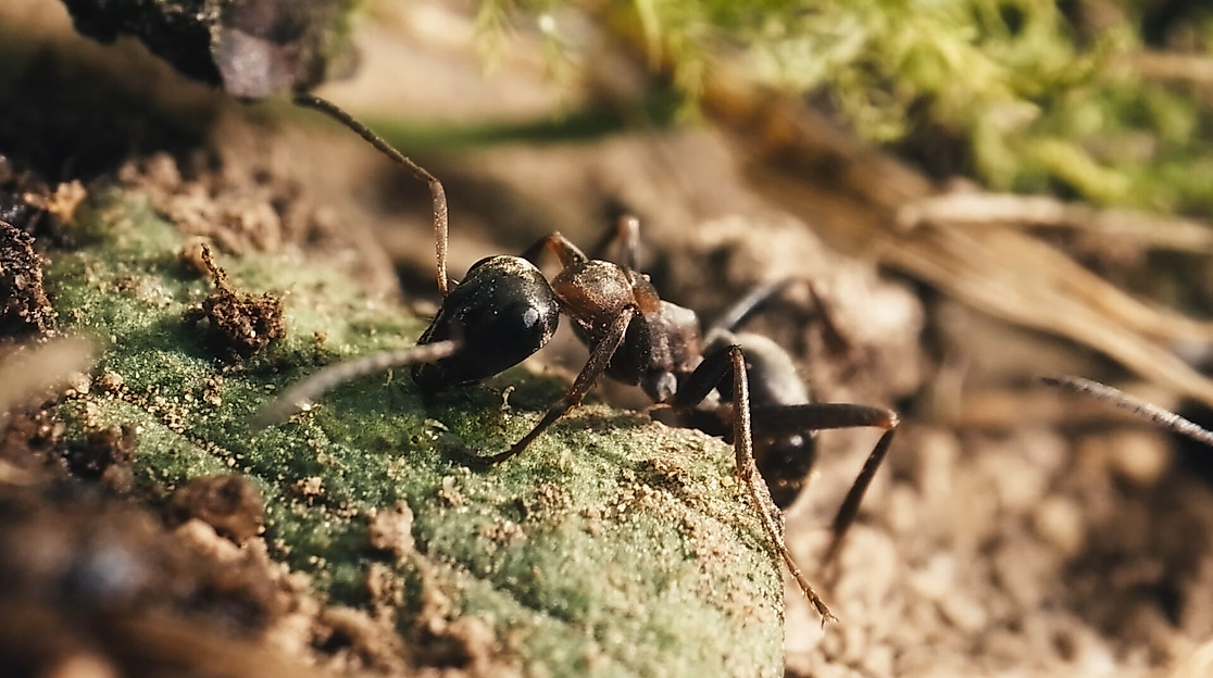 The Realm of Ants