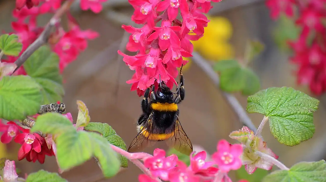 hummel-pixabay-neelam279