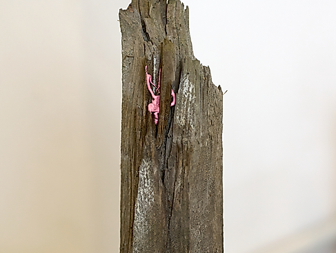 Stammbäume, Detail, 2025