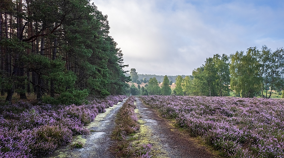 Heideblüte am Schillohsberg