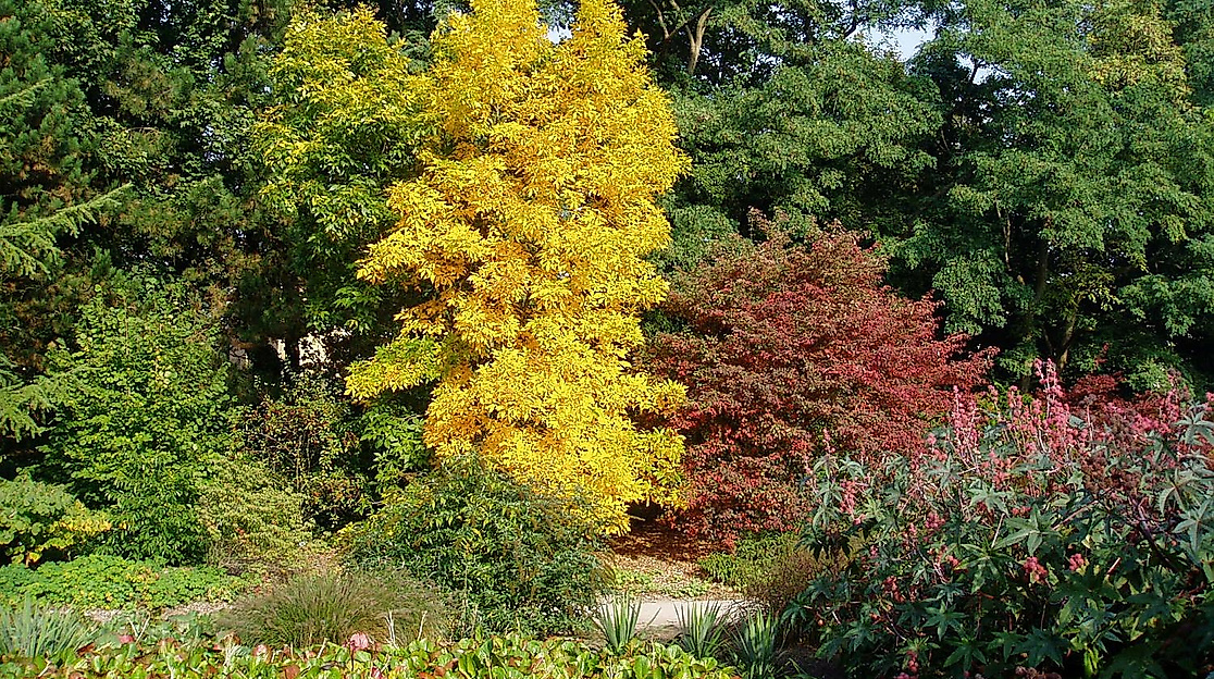 Herbst im Garten