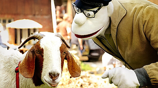 Werner Momsen - Momsen. Tiere, Sensationen