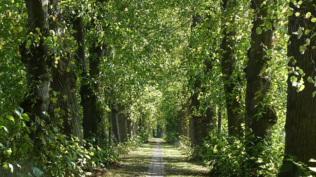 Cappel_Lindenallee