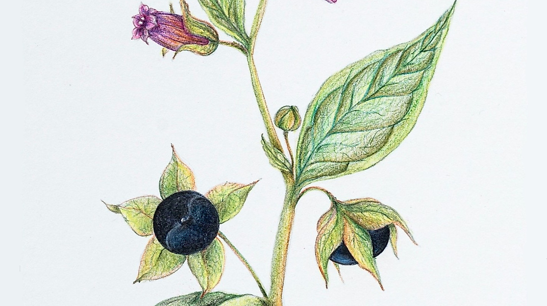 26-01-15 Zartgrüne Andachten Tollkirsche ArsFlore