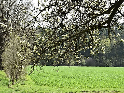 Von Soltau in Richtung Wietzendorf