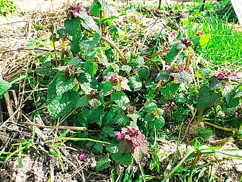 Kräuterwanderung
