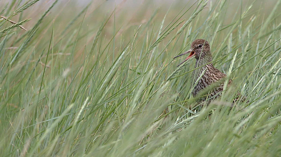 Auf dem Trischendamm durch das Weltnaturerbe Wattenmeer