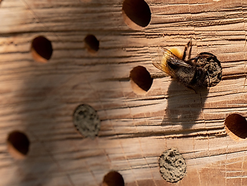 Insektenhotels bauen
