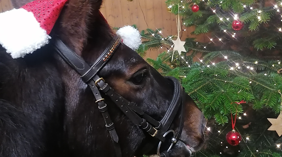 Neutral Bild Pferd mit Weihnachtsmütze u. Baum 1  CR Yvonne Hagenah