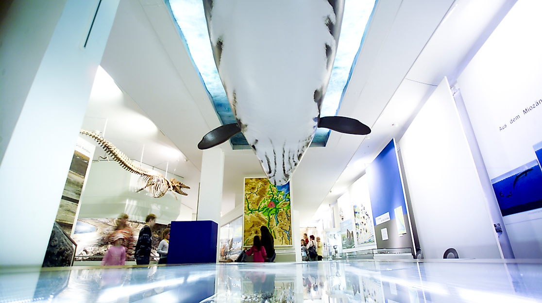 Museum für Natur und Umwelt Walmodel