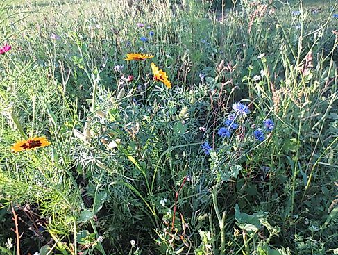 Natur in der Küche