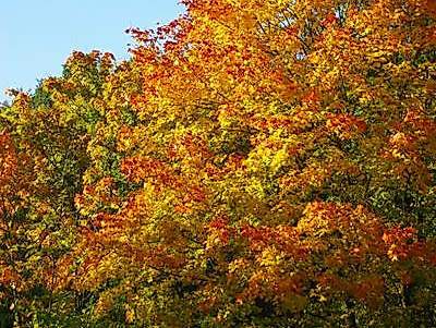 Indian Summer Feeling in Rissen?