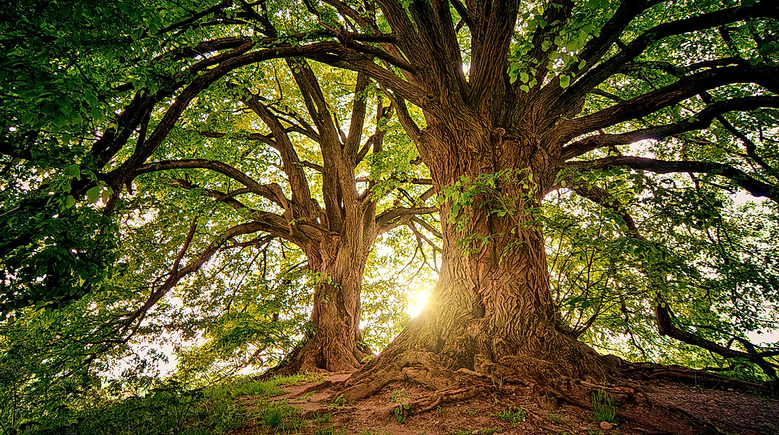 Baum