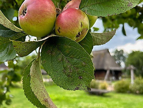Apfelbaum am Rieck Haus
