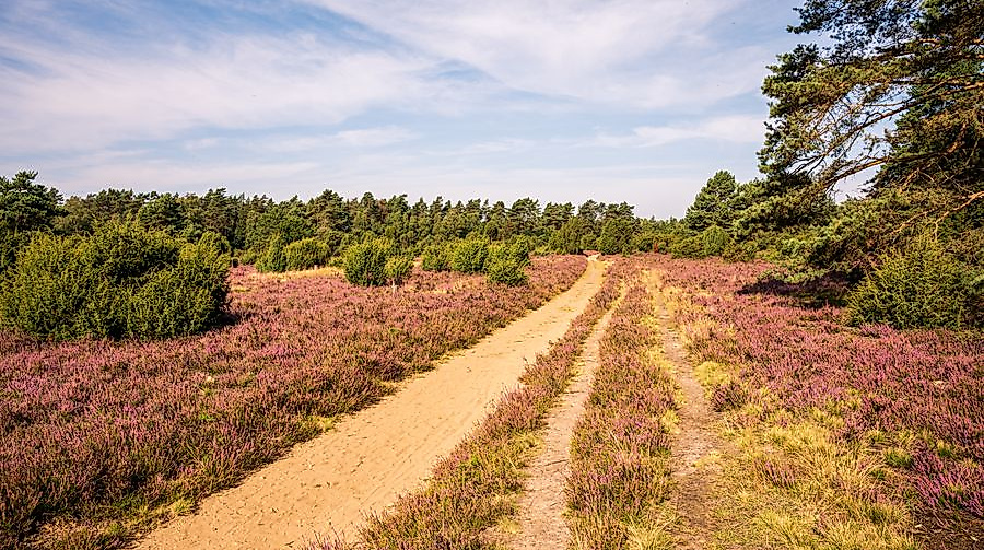 hermannsburg_misselhorner-heide-heidebluete_ccbysa_martiem_2021_05