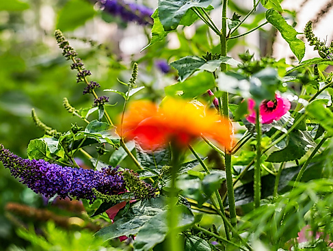 Frische Farben für unsere Hochbeete | Essbare Stadt Rehderplatz