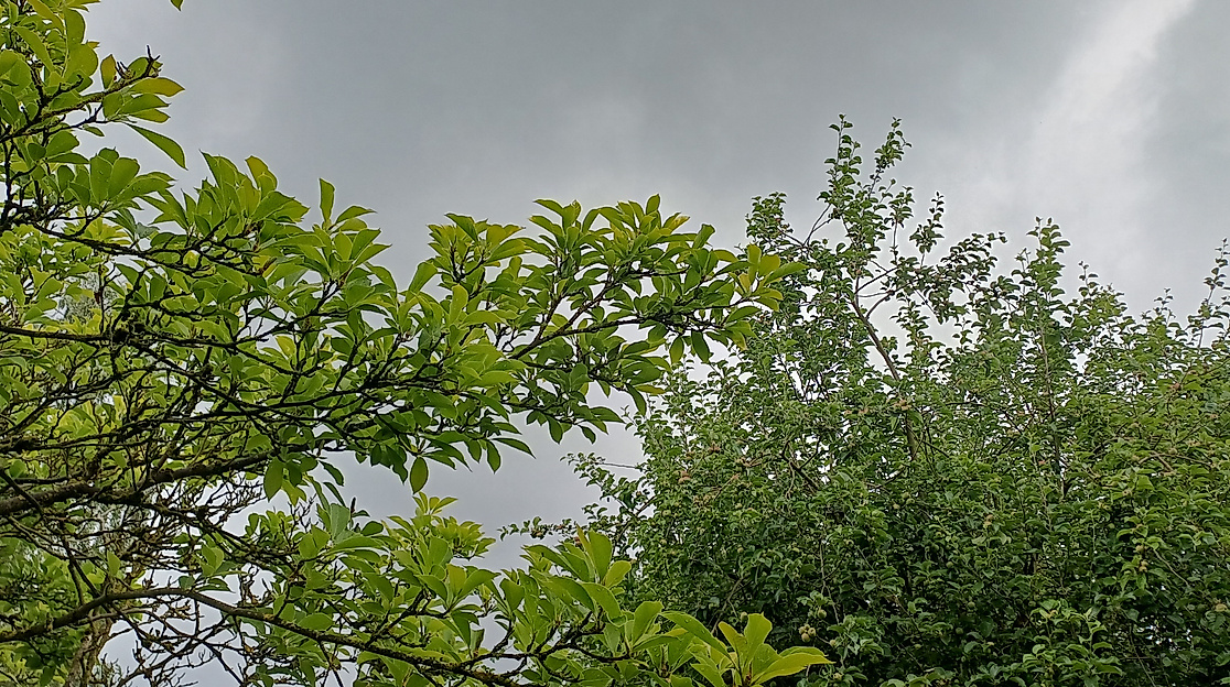 Wadgespräch & Waldspaziergang in Moorfeld, für 60+