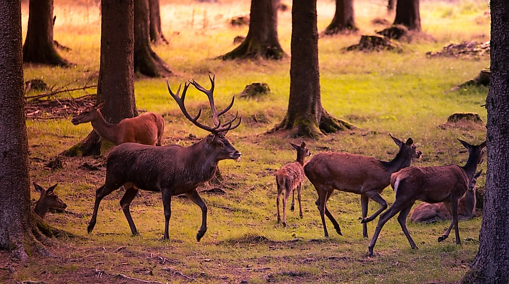 Hirsche im herbstlichen Wald