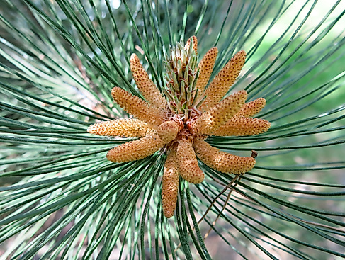 ars-eco-lab-zapfen-Nadelbäume