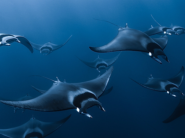 kino_mobula_credit_pierre-leo-paul-martinet_pierre-etienne-larrous