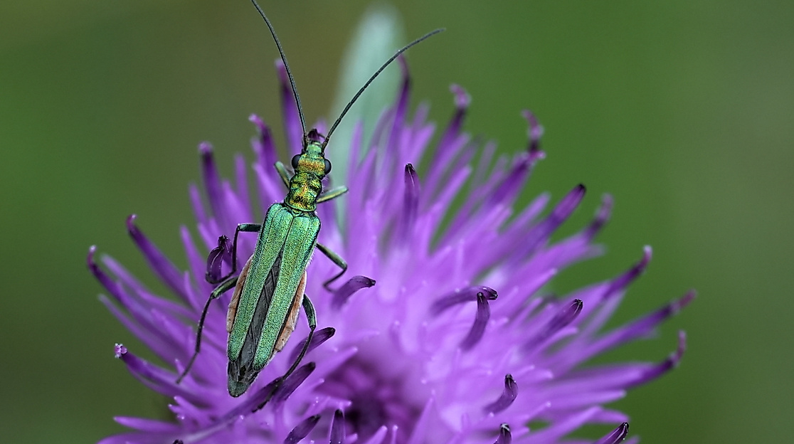 Zwischen Wiese und Wissenschaft