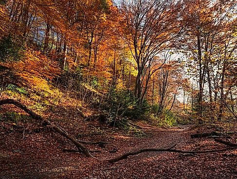 Wanderung durch das Naturschutzgebiet „Im Sieken und Bruch“