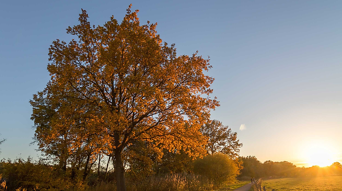 Feldweg im Niendorfer Gehege im Herbst