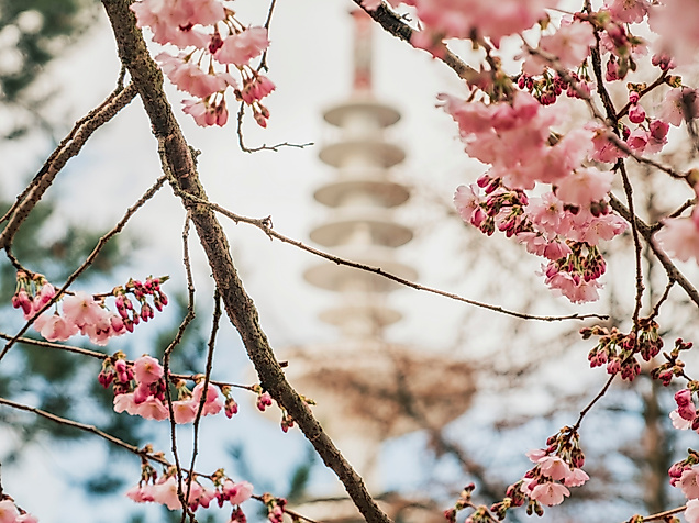 Japanese Cherryblossom Festival