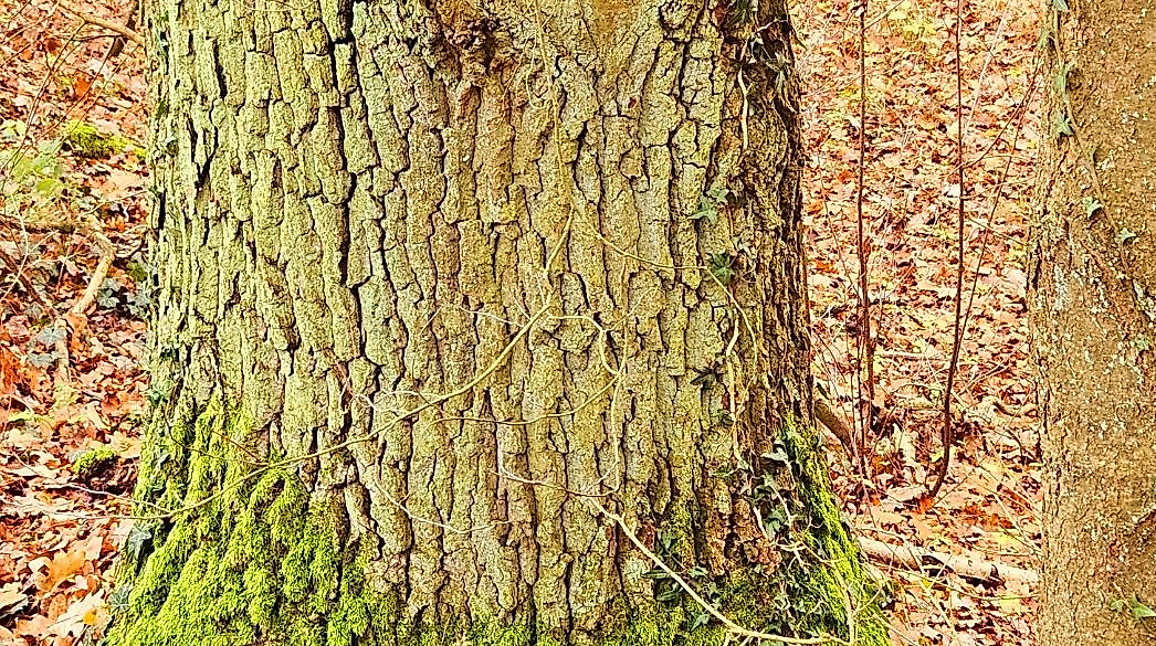 Vitamin Grün