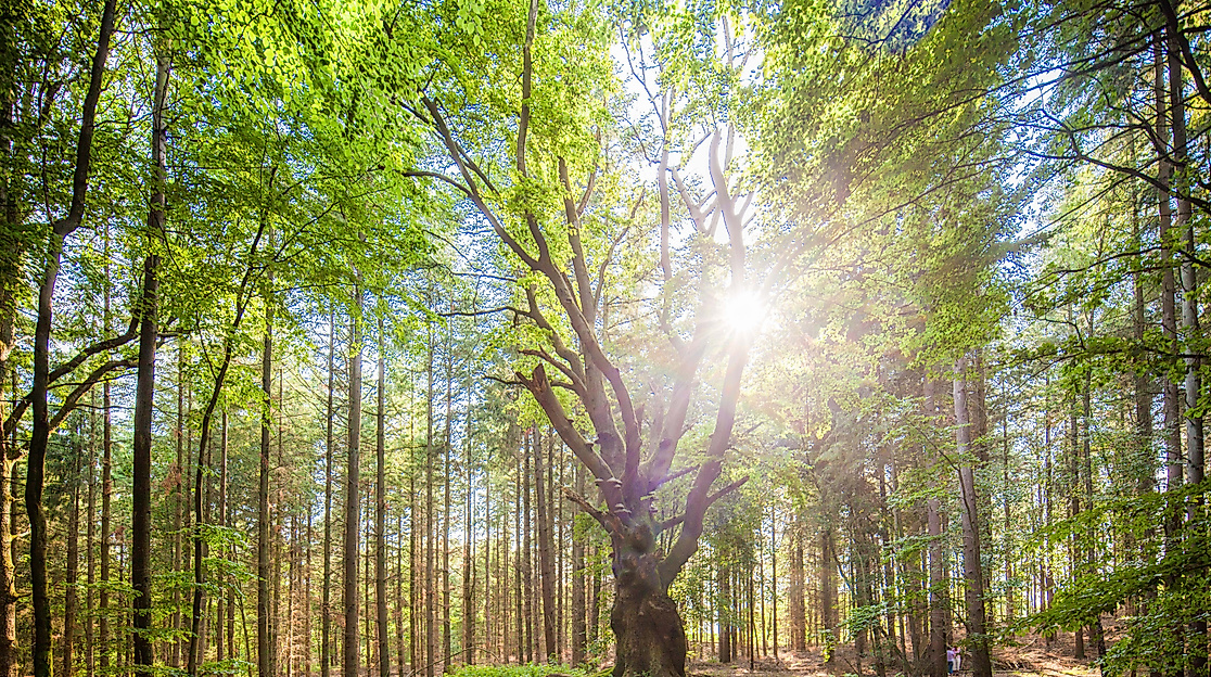 Naturpark-Erlebniswochen: Besondere Waldformen der Lüneburger Heide