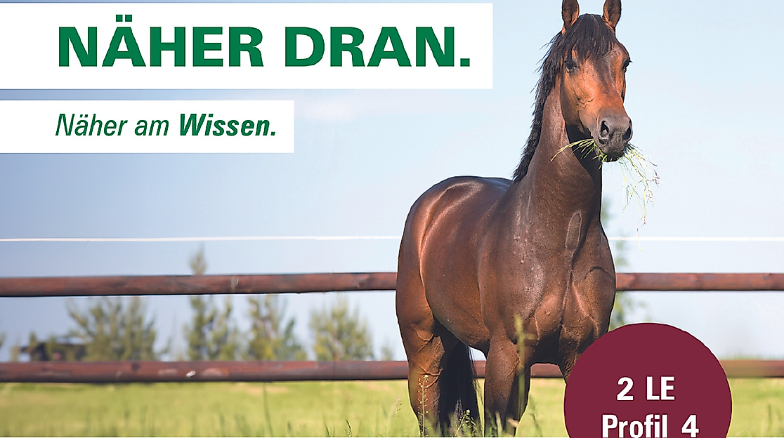 Der Alltag eines Deckhengstes - ein Blick hinter die Kulissen