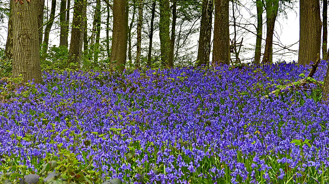 wald-22-04-16-hasenglckchen