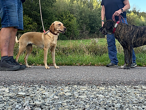 Hundebegegnungen entspannt meistern