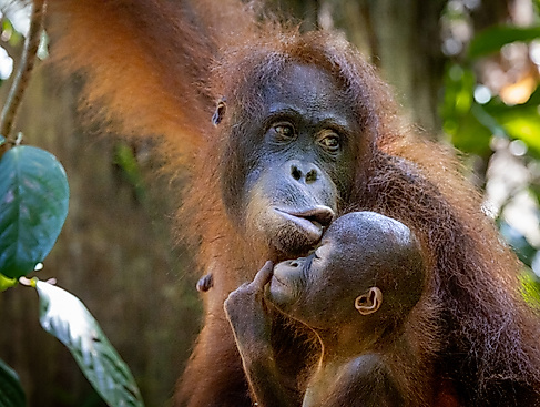 Orang Utans - Die unbekannten Menschenaffen