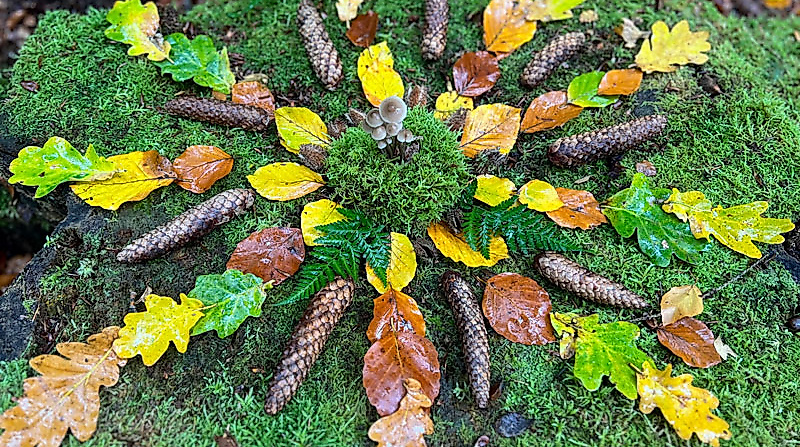 Naturerlebnis beim Waldbaden im Herbst | waldimpuls-hamburg