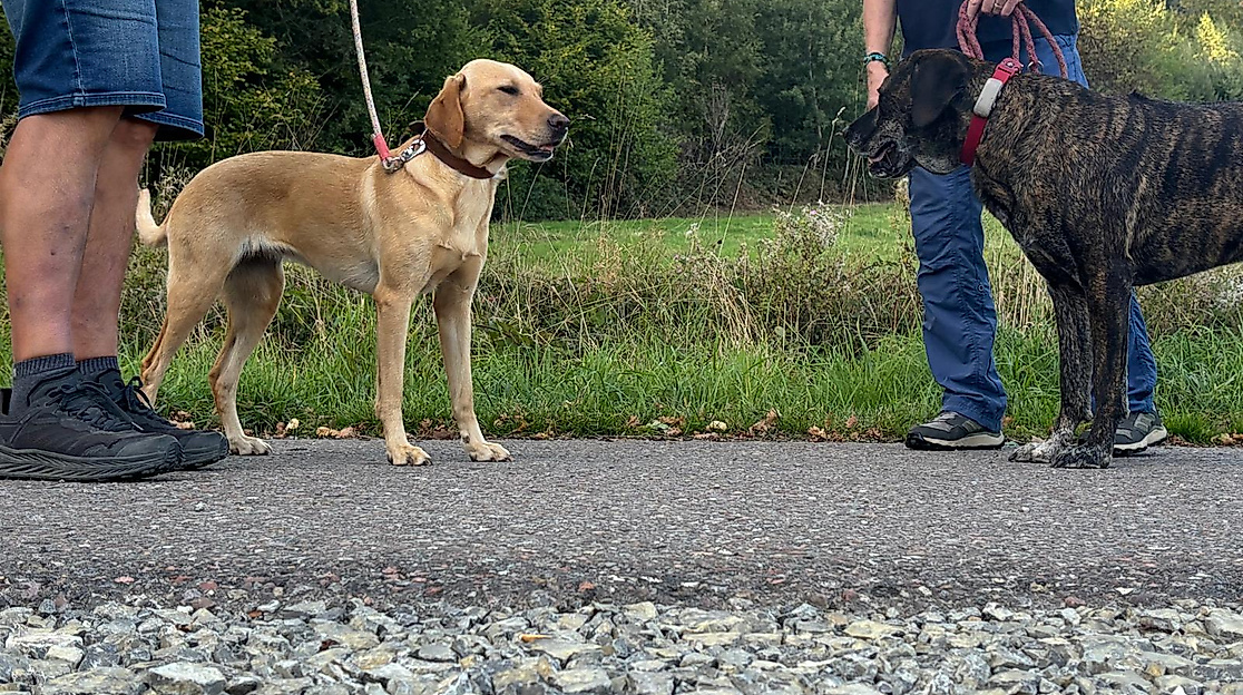 Hundebegegnungen entspannt meistern
