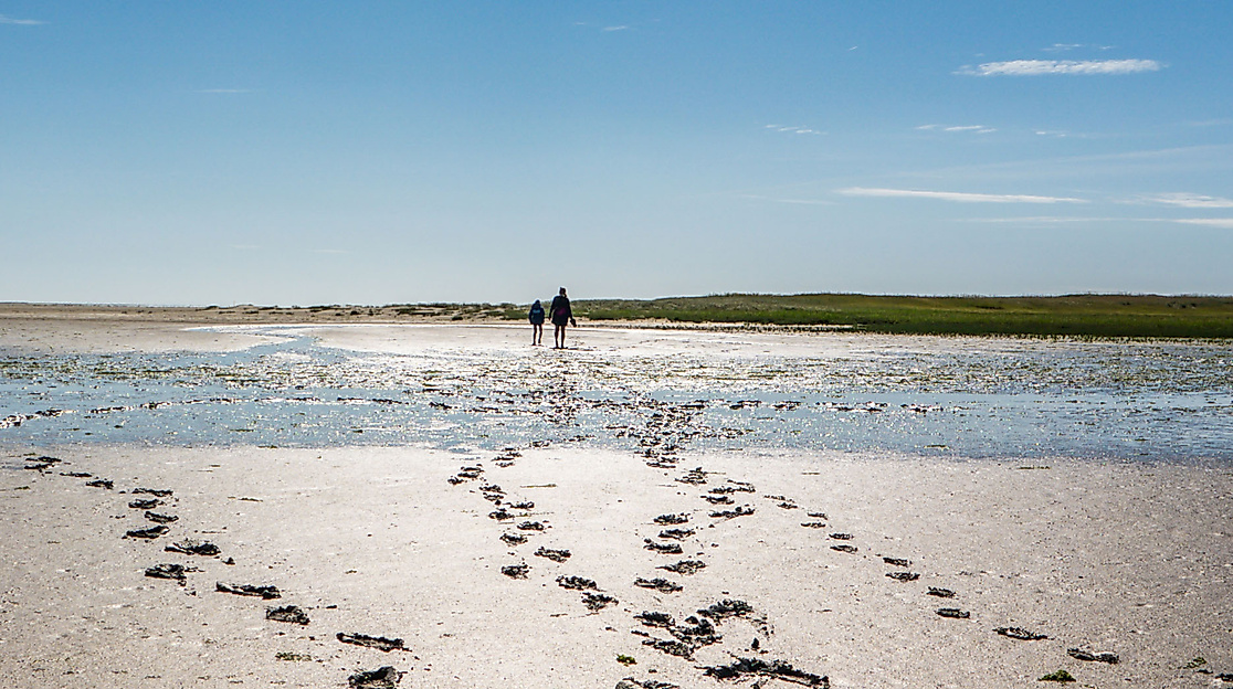 Vogelschwarm über dem Watt bei Ebbe – typische Kulisse für Wattwanderungen bei Sonnenschein
