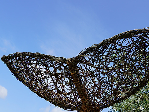 Eintauchen in die Welt der Wale!